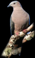 Ducula lacernulata